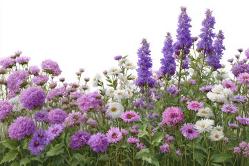Obraz premium Vibrant purple and pink wildflowers bloom in a lush garden against a bright white background