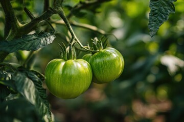 Vibrant green tomatoes maturing under bright sunlight in a picturesque farm setting