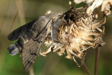 A Hummingbird hawk-moth, Macroglossum stellatarum, resting on a plant in a meadow.
