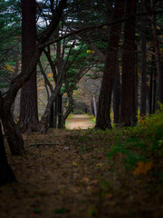 Obraz premium 秋の遊歩道