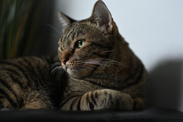 A tabby cat sitting and lying down with a friendly posture
