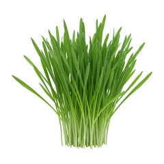 Vibrant Green Wheatgrass Sprouts on Transparent Background