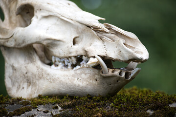 Detailed close-up of a wild boar skull, highlighting its sharp teeth and bone detail.