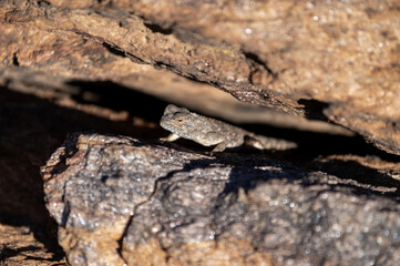 Agame des rochers en Namibie
