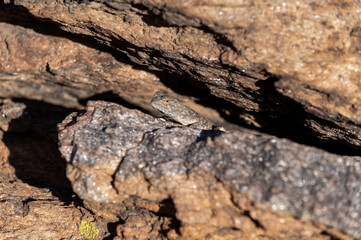 Agame des rochers en Namibie