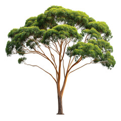 Isolated Eucalyptus Tree with Dense Green Canopy and Brown Trunk on Transparent Background