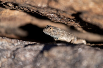 Agame des rochers en Namibie