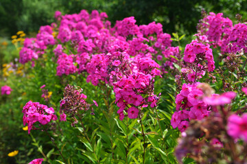 Pink moss phlox close-up