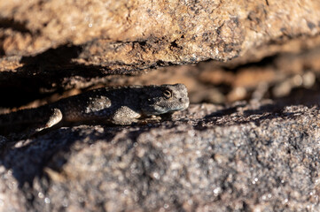 Agame des rochers en Namibie