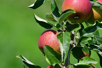 ripe apples on a tree in summer in a German garden