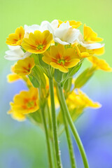 Close up a beautiful bouquet yellow and white primrose flowers