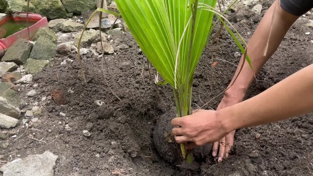 Close-up shot of an adult man's hands planting a young coconut tree sapling into moist, fertile tropical soil.