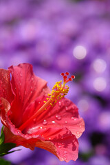 Fototapeta premium Close up a red hibiscus flower with water drops on a purple background