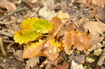autumn oak tree leaves in the forest