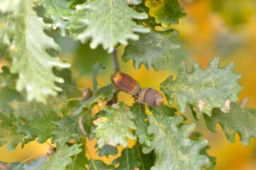 autumn oak tree leaves in the forest