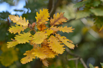 autumn oak tree leaves in the forest