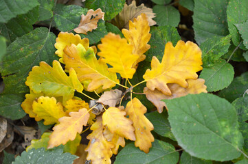 autumn oak tree leaves in the forest