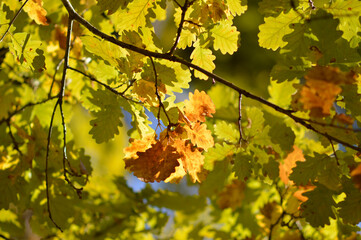 autumn oak tree leaves in the forest