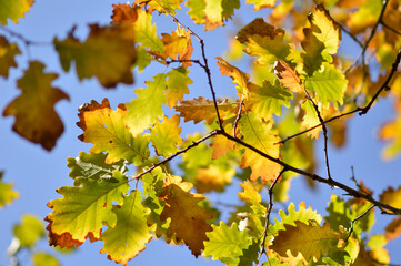 autumn oak tree leaves in the forest
