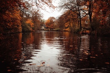 Obraz premium Autumnal park pond, fallen leaves