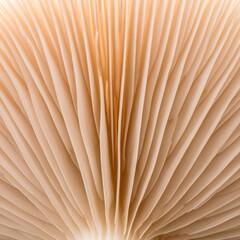 Close-up of a mushroom's gills