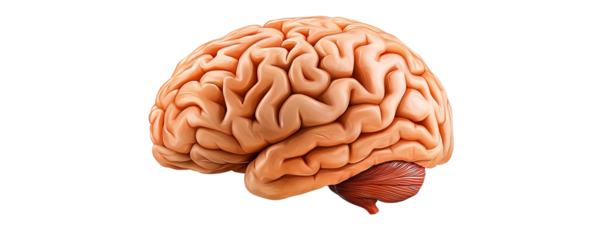 Realistic Human Brain Anatomy Illustration Isolated on Transparent Background