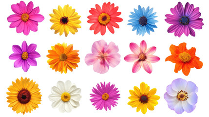 Set of colorful flowers with vibrant petals and natural garden arrangement isolated on white background
