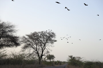 Flying birds in the sky with tree branches view