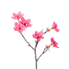 Delicate Pink Flowering Plant Branch, Isolated on Black; Spring Creeper Botanical Image