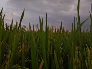 rice paddy field in the morning