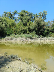 Lush Green Riverside with Fallen Driftwood