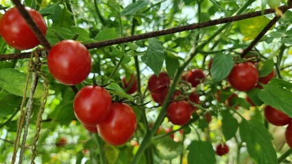 tomatoes tomato ripe red on the plant