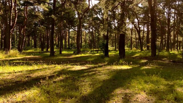 Woodland with scattered pine trees bathed in golden light across grassy ground