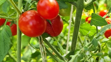 tomatoes tomato ripe red on the plant