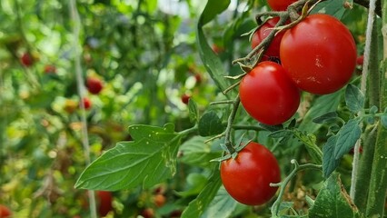 tomatoes tomato ripe red on the plant
