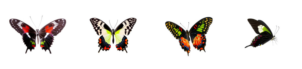 Fototapeta premium Collection of four colorful butterflies with detailed wings on black background, cut out transparent