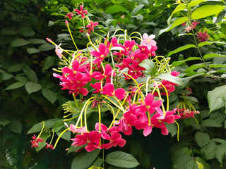 Combretum Indicum. Small Red Flowers