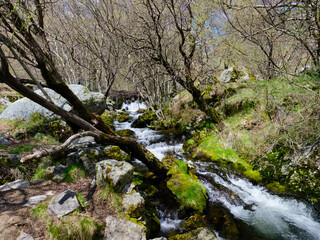 Rushing stream flowing through a forest with mossy rocks and bare trees in early spring, showcasing nature's beauty