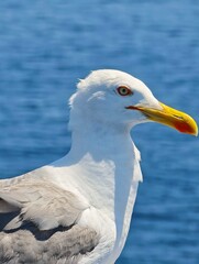 Seagull portrait with yellow beak and blue sea background, close-up of a bird