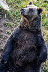 Fototapeta premium Grizzly bear by the pond at Grouse mountain