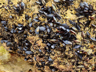 Mussels Clinging to a Rock Face at Low Tide, Revealing Intertidal Marine Ecosystem and Coastal Biodiversity