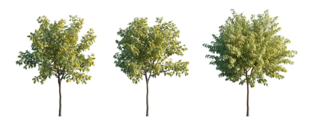 Acer negundo 'Odessanum' (Golden Boxelder Maple or Odessa Boxelder) isolated png on transparent background premium nature cutout. Foreground tree