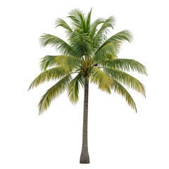 Obraz premium A mature green and yellow palm tree with drooping fronds and a textured gray trunk on a black background