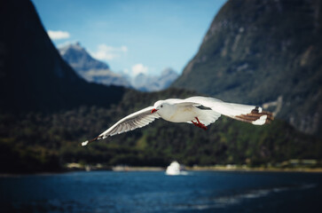 seagull at Milford sound, New Zealand.