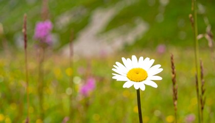 Solitary daisy in vibrant meadow, shallow depth of field