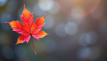 A vibrant autumn leaf, showcasing striking shades of red and orange against a softly blurred background.