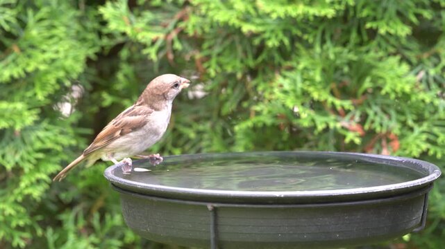 sparrows drink water in the garden