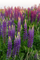 Field of Blooming Lupines Illuminated at Sunset