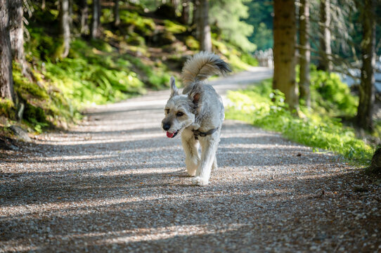 Happy dog walking on forest trail on a sunny day