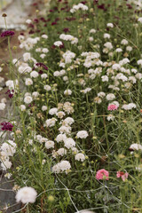 Obraz premium Close Crop of Summer Field Flowers